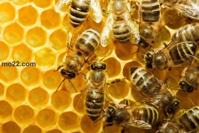 خمسة أشياء لا تعلمها عن النحل