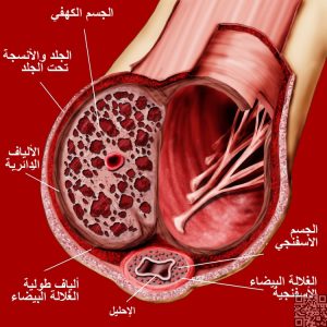 الجهاز التناسلي الذكري تشريحيا