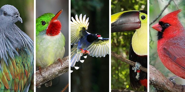 الطيور الخمس الأجمل حول العالم