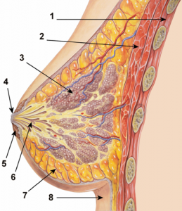 الثدي شكل تخطيطي للثدي .