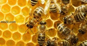 خمسة أشياء لا تعلمها عن النحل