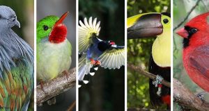 الطيور الخمس الأجمل حول العالم